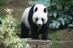 Giant Panda at Ocean Park Hong Kong. Photo by J. Patrick Fischer
